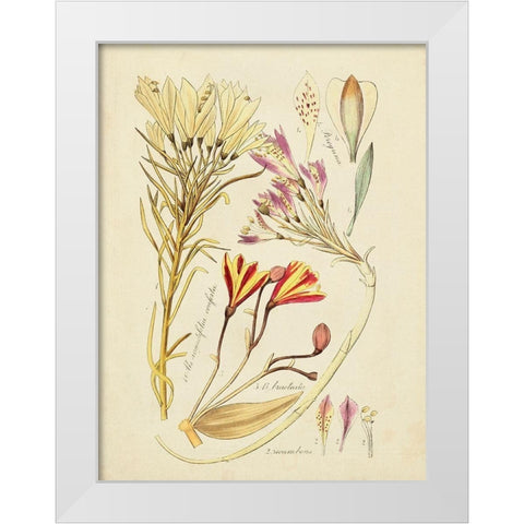 Antique Botanical Sketch V White Modern Wood Framed Art Print by Vision Studio