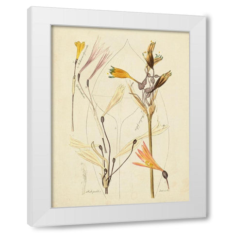 Antique Botanical Sketch VI White Modern Wood Framed Art Print by Vision Studio