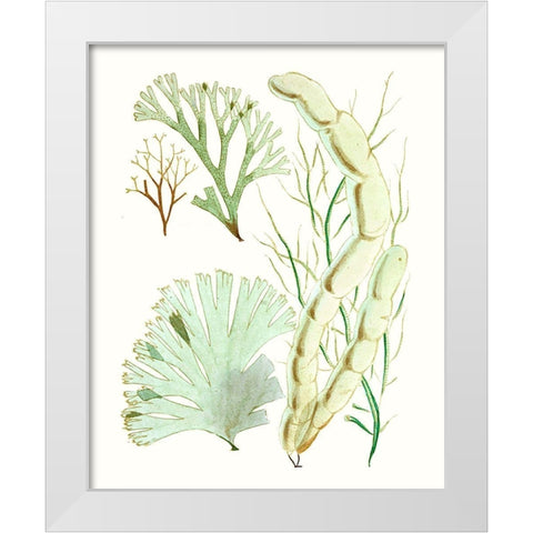 Antique Seaweed Composition I White Modern Wood Framed Art Print by Vision Studio