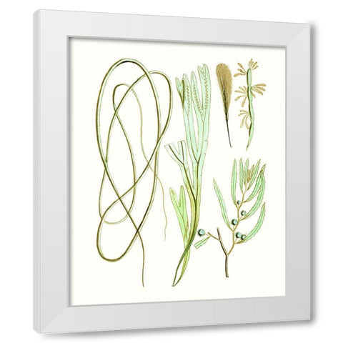 Antique Seaweed Composition III White Modern Wood Framed Art Print by Vision Studio