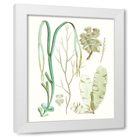 Antique Seaweed Composition IV White Modern Wood Framed Art Print by Vision Studio