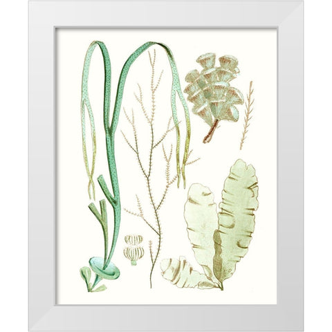 Antique Seaweed Composition IV White Modern Wood Framed Art Print by Vision Studio