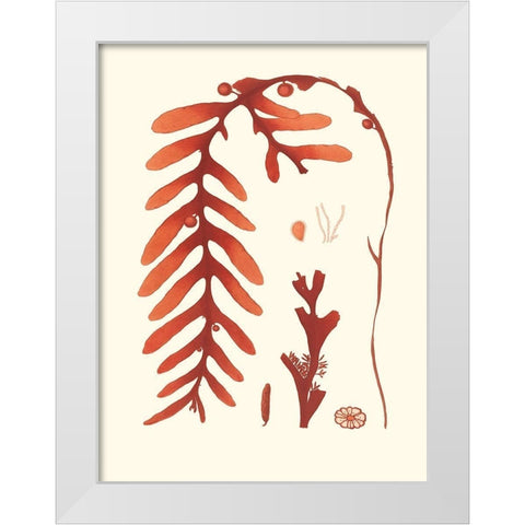 Coral Seaweed II White Modern Wood Framed Art Print by Vision Studio