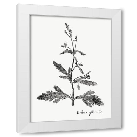 Botanical Imprint III White Modern Wood Framed Art Print by Vision Studio