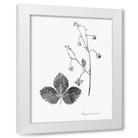 Botanical Imprint IV White Modern Wood Framed Art Print by Vision Studio