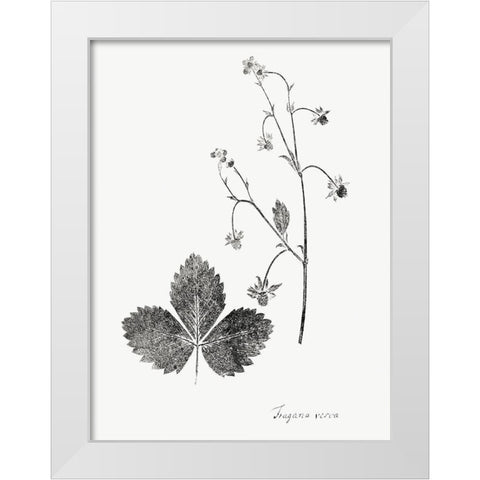 Botanical Imprint IV White Modern Wood Framed Art Print by Vision Studio