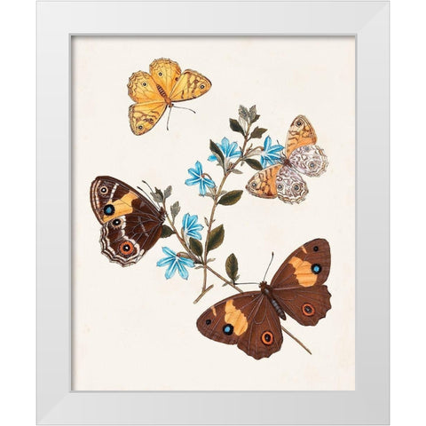Butterflies and Moths I White Modern Wood Framed Art Print by Unknown