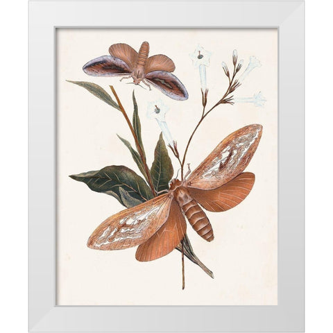 Butterflies and Moths II White Modern Wood Framed Art Print by Unknown