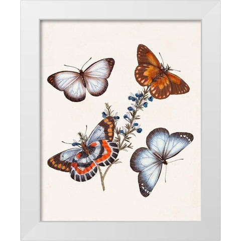 Butterflies and Moths III White Modern Wood Framed Art Print by Unknown