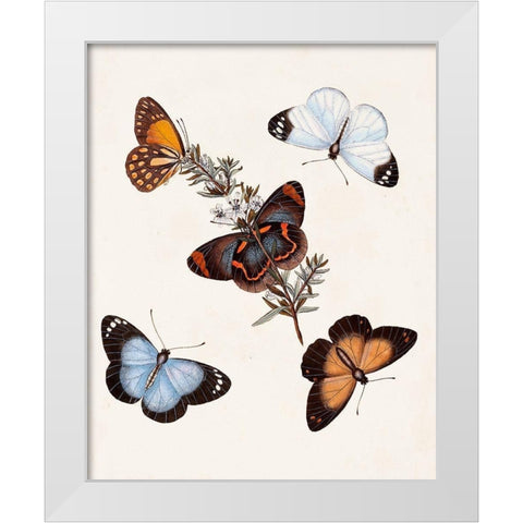 Butterflies and Moths IV White Modern Wood Framed Art Print by Unknown