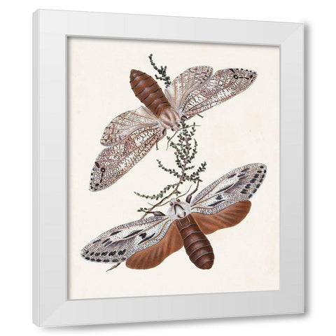 Butterflies and Moths V White Modern Wood Framed Art Print by Unknown