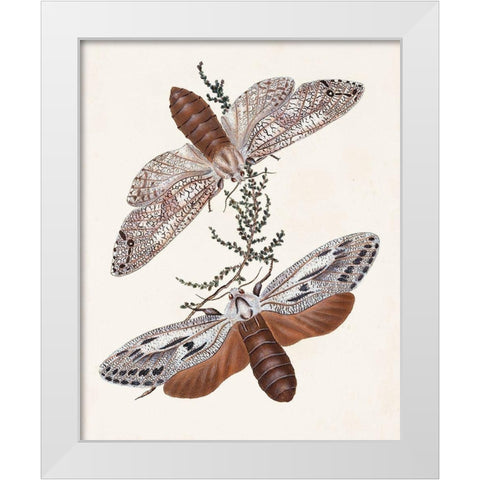 Butterflies and Moths V White Modern Wood Framed Art Print by Unknown