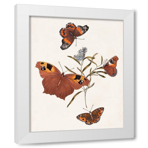 Butterflies and Moths VI White Modern Wood Framed Art Print by Unknown