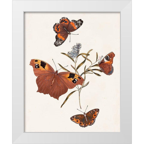 Butterflies and Moths VI White Modern Wood Framed Art Print by Unknown