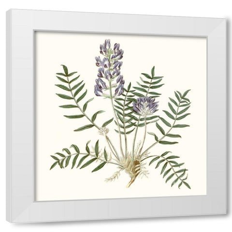 Graceful Botanical I White Modern Wood Framed Art Print by Vision Studio