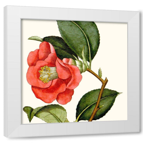 Cropped Antique Botanical III White Modern Wood Framed Art Print by Vision Studio