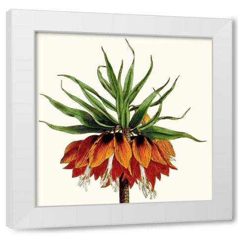 Cropped Antique Botanical V White Modern Wood Framed Art Print by Vision Studio