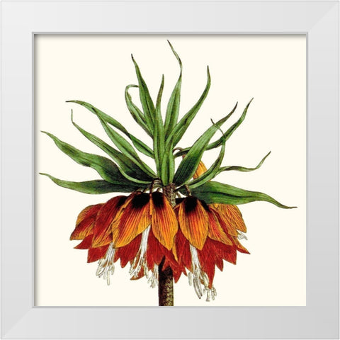 Cropped Antique Botanical V White Modern Wood Framed Art Print by Vision Studio