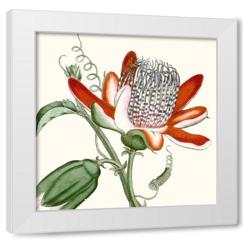 Cropped Antique Botanical VI White Modern Wood Framed Art Print by Vision Studio