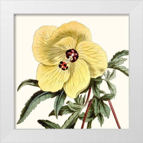 Cropped Antique Botanical VII White Modern Wood Framed Art Print by Vision Studio