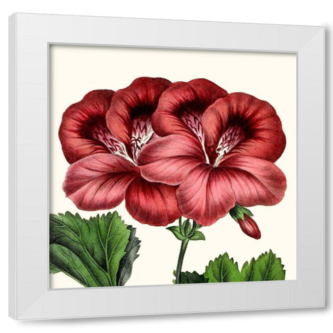 Cropped Antique Botanical IX White Modern Wood Framed Art Print by Vision Studio