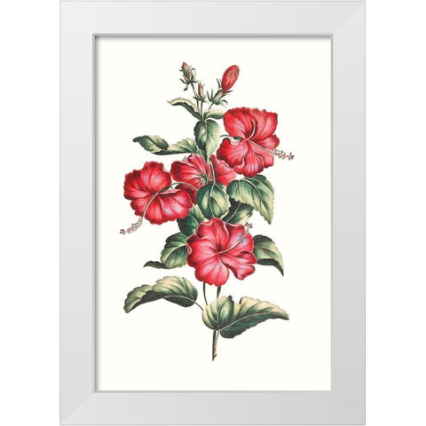 Flowering Hibiscus III White Modern Wood Framed Art Print by Unknown