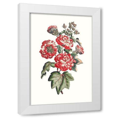 Flowering Hibiscus IV White Modern Wood Framed Art Print by Unknown
