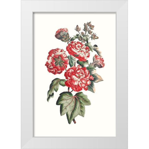 Flowering Hibiscus IV White Modern Wood Framed Art Print by Unknown