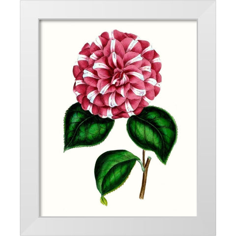 Grand Blooms I White Modern Wood Framed Art Print by Unknown