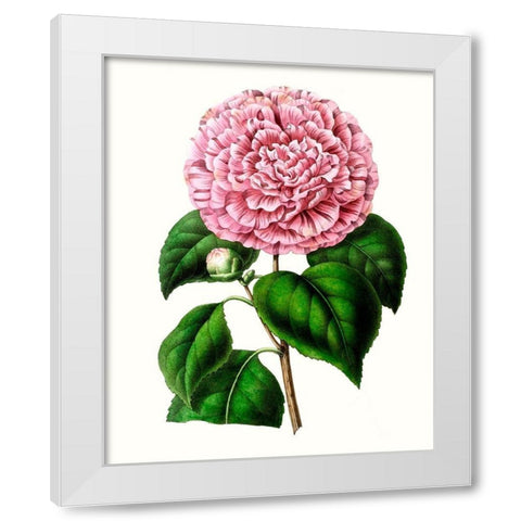 Grand Blooms II White Modern Wood Framed Art Print by Unknown