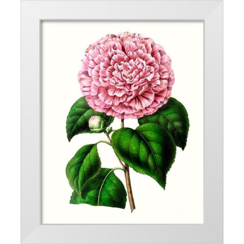 Grand Blooms II White Modern Wood Framed Art Print by Unknown