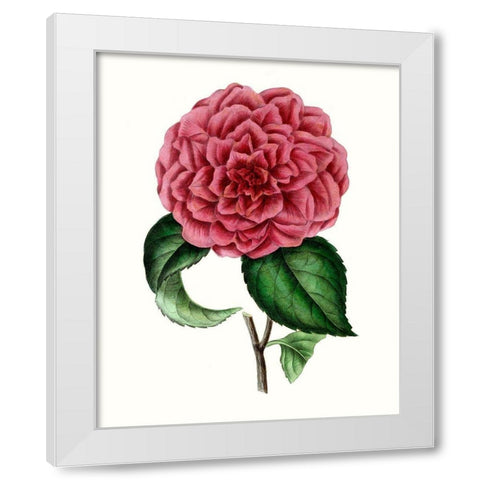 Grand Blooms III White Modern Wood Framed Art Print by Unknown