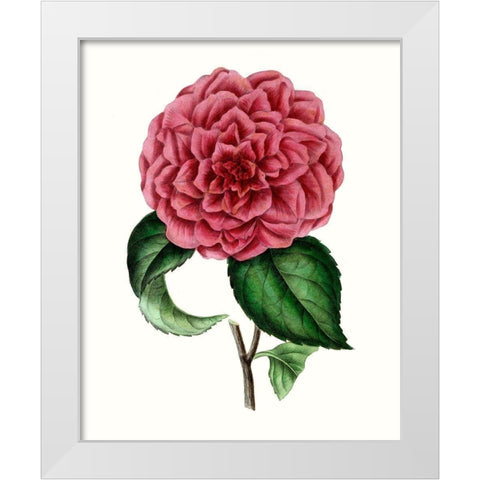 Grand Blooms III White Modern Wood Framed Art Print by Unknown