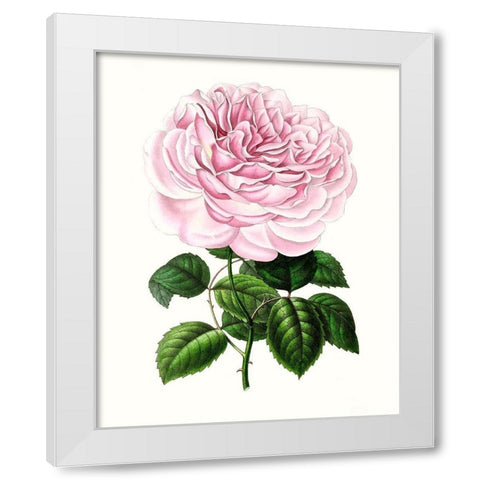 Grand Blooms IV White Modern Wood Framed Art Print by Unknown
