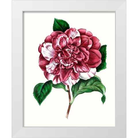 Grand Blooms V White Modern Wood Framed Art Print by Unknown
