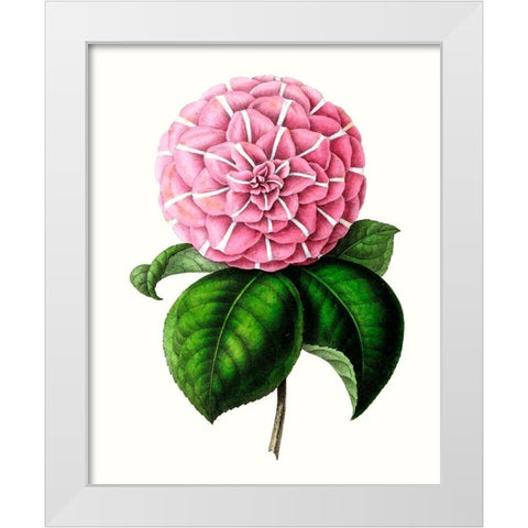 Grand Blooms VI White Modern Wood Framed Art Print by Unknown