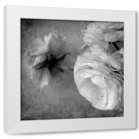 Dark Ranunculus III White Modern Wood Framed Art Print by Stalus, Judy