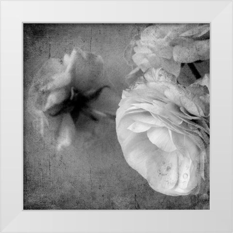 Dark Ranunculus III White Modern Wood Framed Art Print by Stalus, Judy