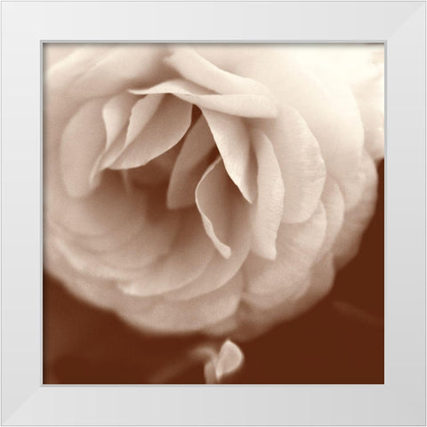 Sepia Rapture II White Modern Wood Framed Art Print by Stalus, Judy