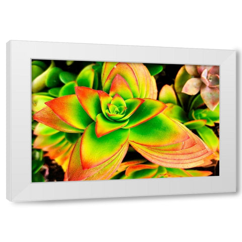 Bright Exotic II White Modern Wood Framed Art Print by Orlov, Irena