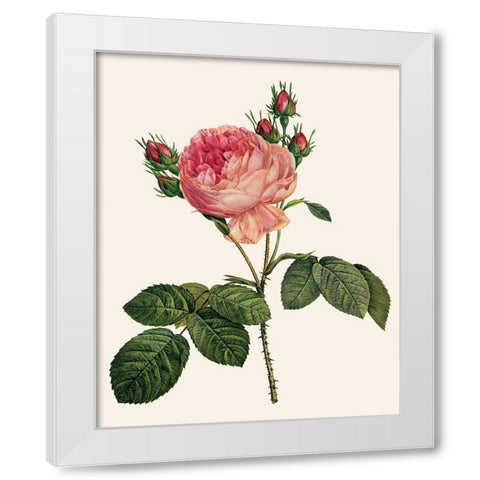 Redoutes Rose I White Modern Wood Framed Art Print by Redoute, Pierre
