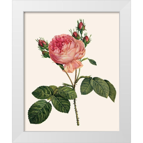 Redoutes Rose I White Modern Wood Framed Art Print by Redoute, Pierre