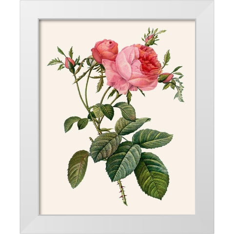 Redoutes Rose II White Modern Wood Framed Art Print by Redoute, Pierre