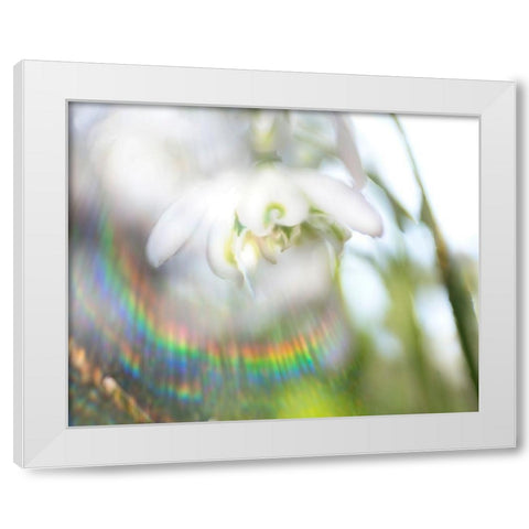 Glorious in Rainbow II White Modern Wood Framed Art Print by Hunt, Gillian