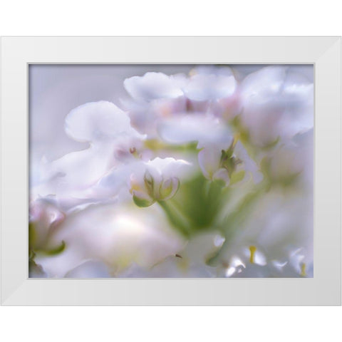 Mist of Lilac I White Modern Wood Framed Art Print by Hunt, Gillian