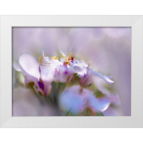 Mist of Lilac III White Modern Wood Framed Art Print by Hunt, Gillian