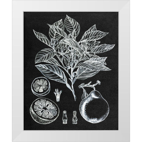 Citrus Botanical Study I White Modern Wood Framed Art Print by Wang, Melissa