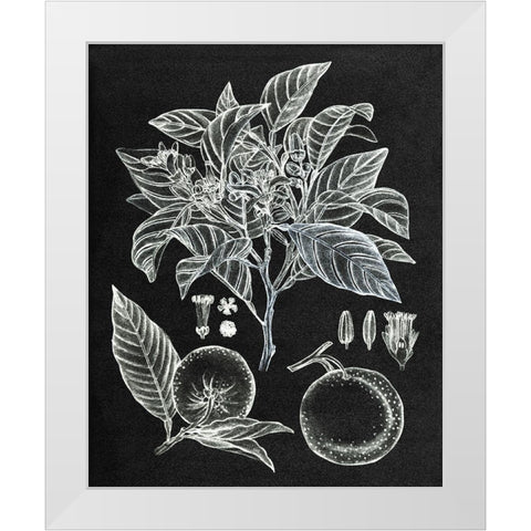 Citrus Botanical Study II White Modern Wood Framed Art Print by Wang, Melissa