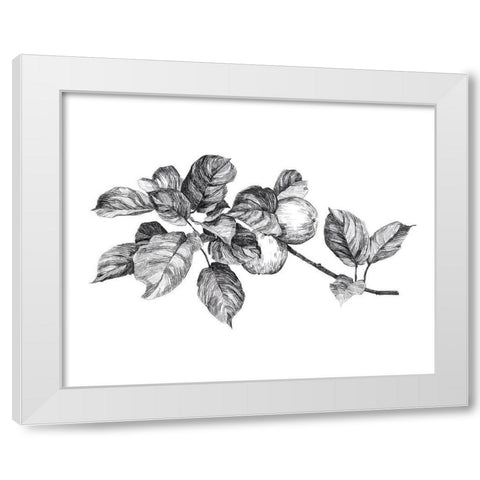 Apple Etching I White Modern Wood Framed Art Print by Scarvey, Emma