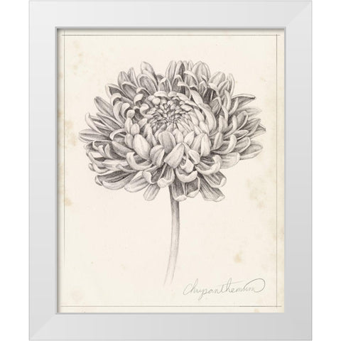 Graphite Chrysanthemum Study II White Modern Wood Framed Art Print by Popp, Grace